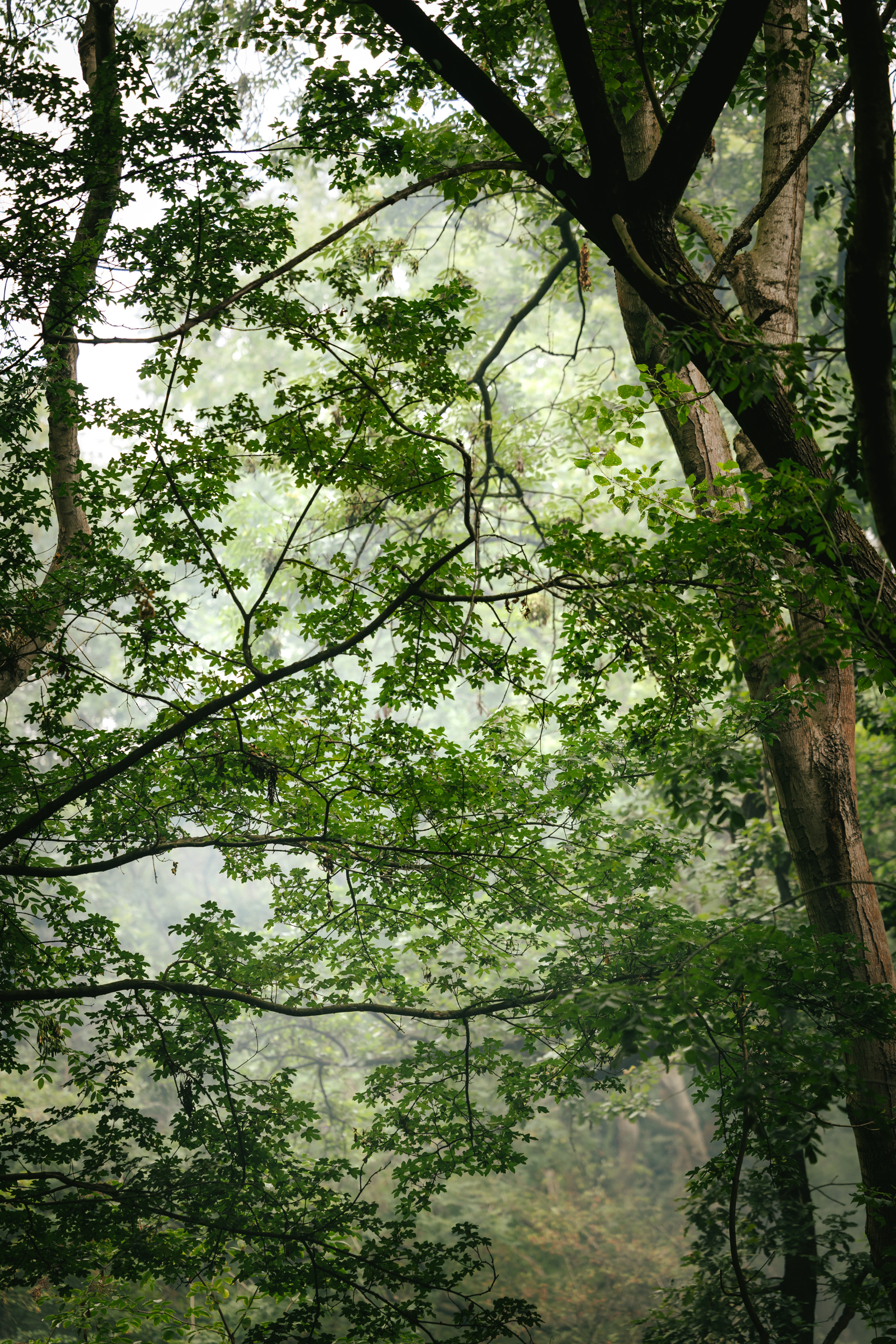 Environmental Impact Levy